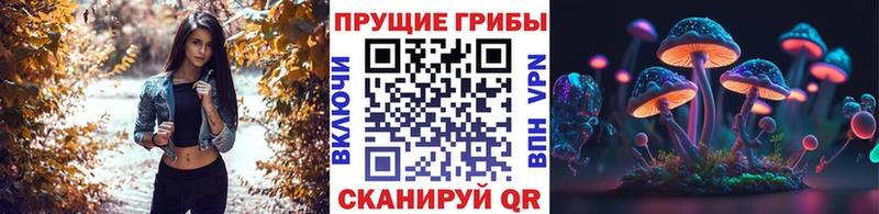 Псилоцибиновые грибы Psilocybe даркнет сайт blacksprut как войти Староминская